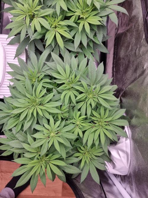 Jealousy  // FC EVO 6500. Week 8