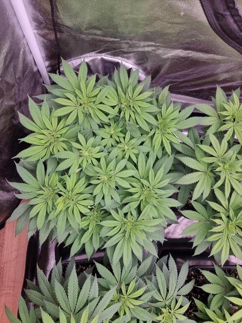 Jealousy  // FC EVO 6500. Week 8