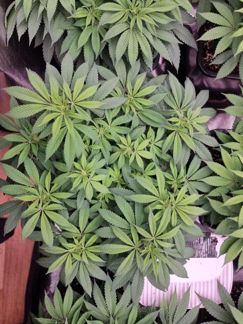 Jealousy  // FC EVO 6500. Week 8