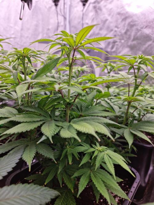 Jealousy  // FC EVO 6500. Week 9