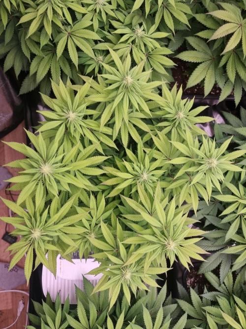 Jealousy  // FC EVO 6500. Week 10