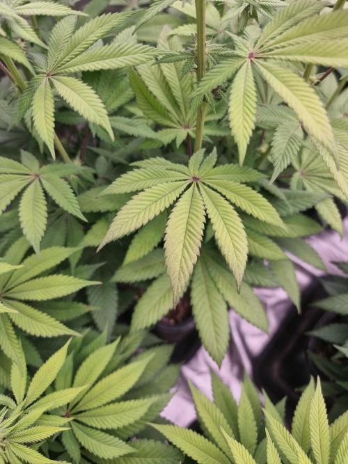 Jealousy  // FC EVO 6500. Week 10