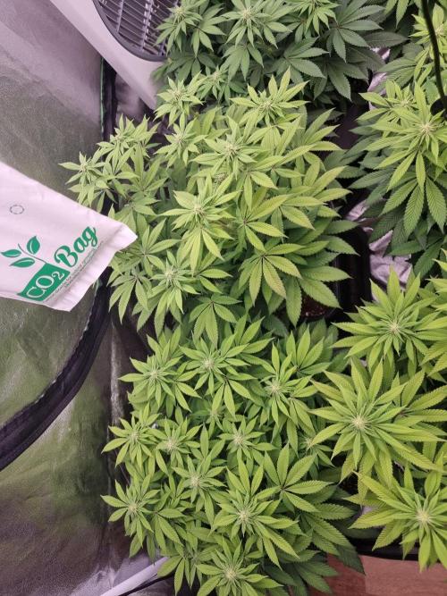 Jealousy  // FC EVO 6500. Week 10