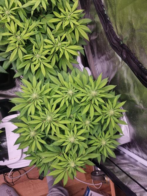 Jealousy  // FC EVO 6500. Week 10