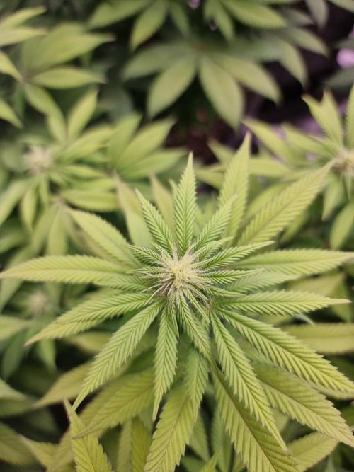 Jealousy  // FC EVO 6500. Week 10