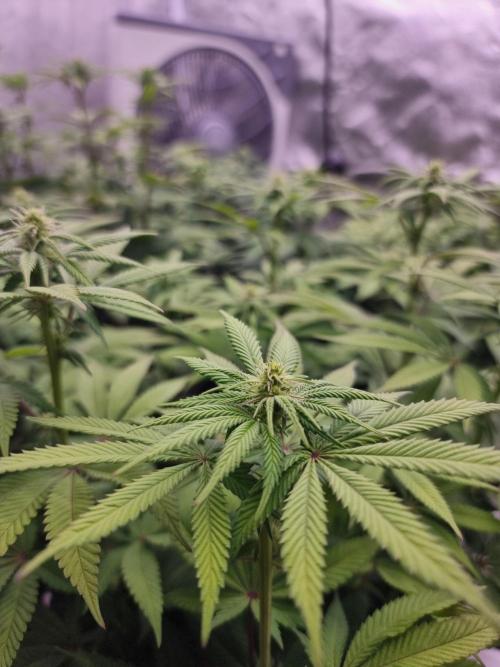 Jealousy  // FC EVO 6500. Week 10