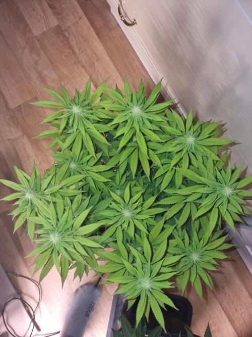 Jealousy  // FC EVO 6500. Week 10