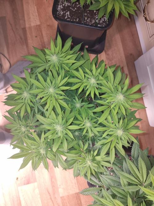 Jealousy  // FC EVO 6500. Week 10