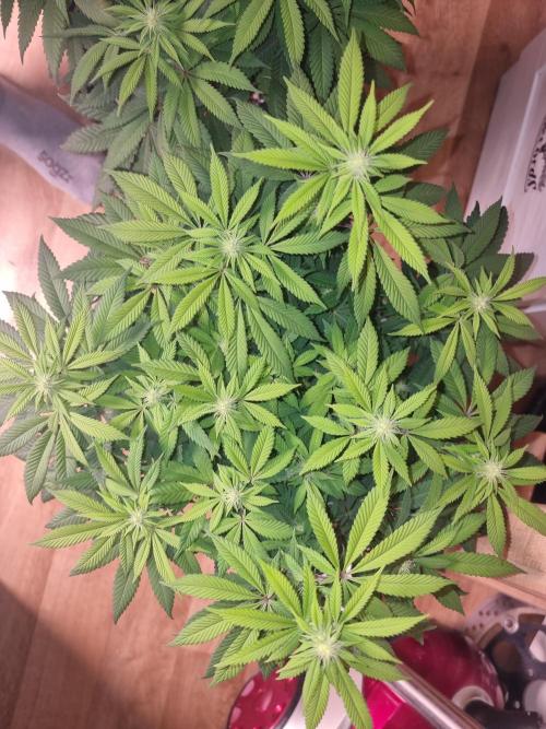 Jealousy  // FC EVO 6500. Week 10