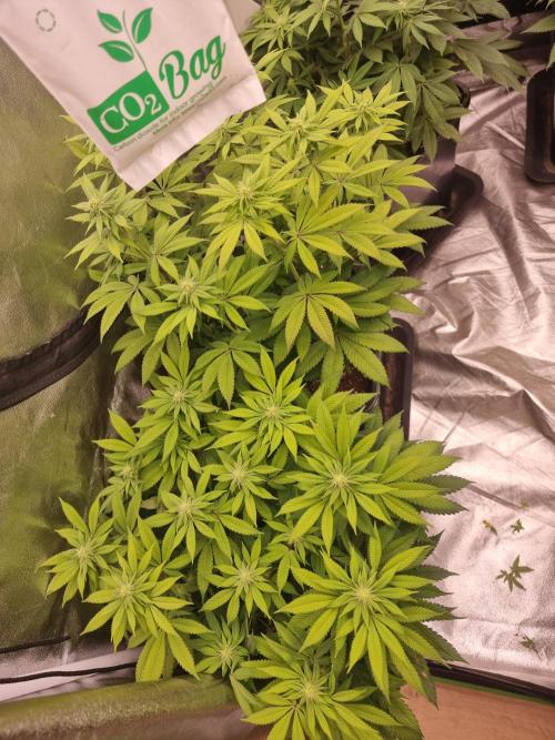 Jealousy  // FC EVO 6500. Week 10