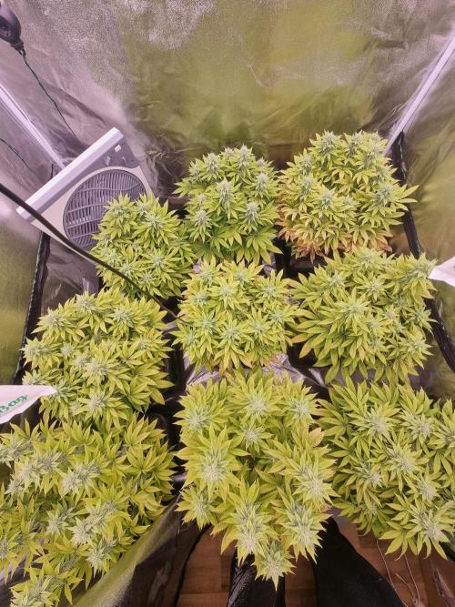 Jealousy  // FC EVO 6500. Week 11