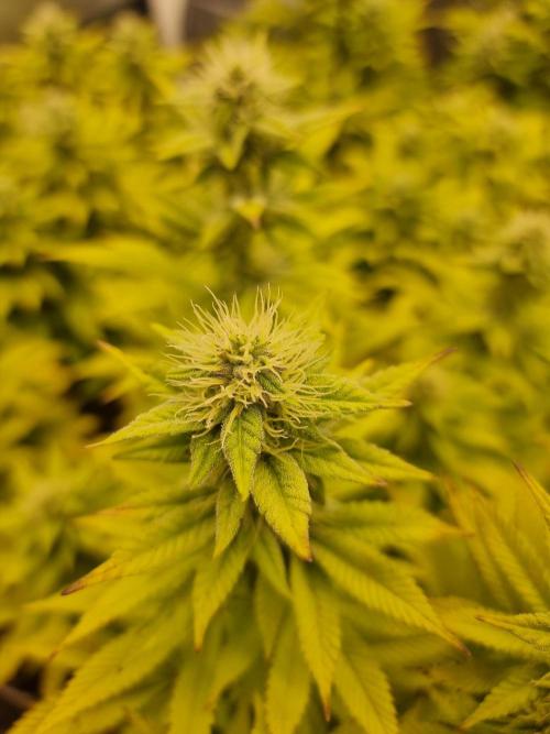 Jealousy  // FC EVO 6500. Week 11