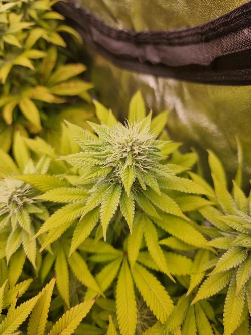 Jealousy  // FC EVO 6500. Week 11