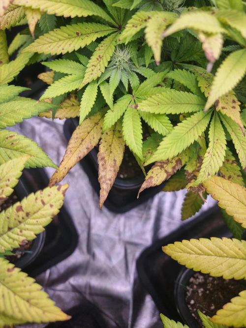 Jealousy  // FC EVO 6500. Week 11