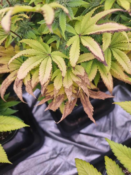 Jealousy  // FC EVO 6500. Week 11