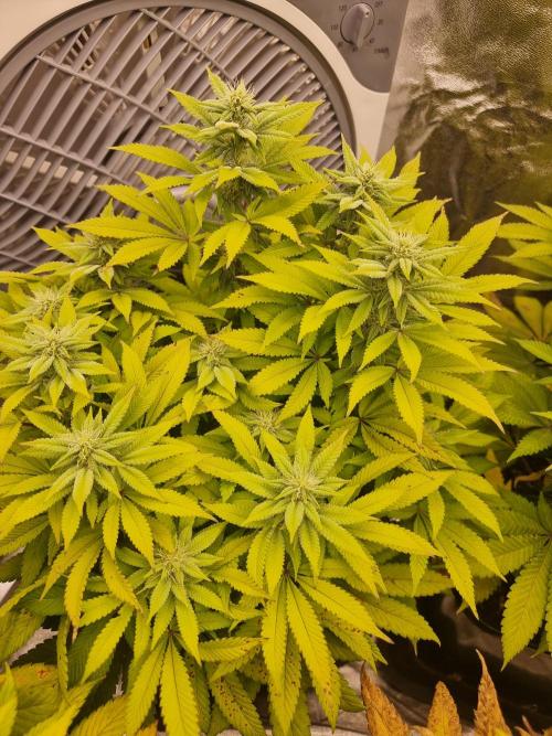 Jealousy  // FC EVO 6500. Week 11