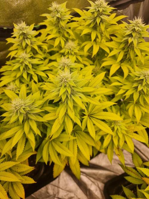 Jealousy  // FC EVO 6500. Week 11