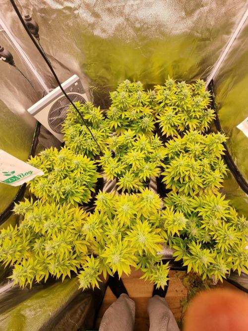 Jealousy  // FC EVO 6500. Week 11