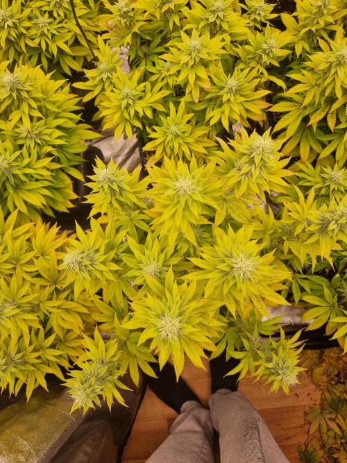 Jealousy  // FC EVO 6500. Week 11