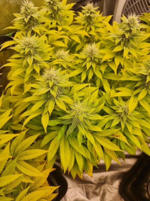 Jealousy  // FC EVO 6500. Week 11