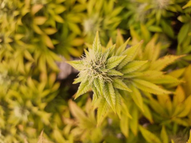 Jealousy  // FC EVO 6500. Week 11