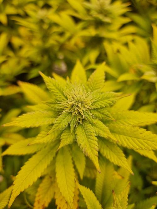 Jealousy  // FC EVO 6500. Week 11