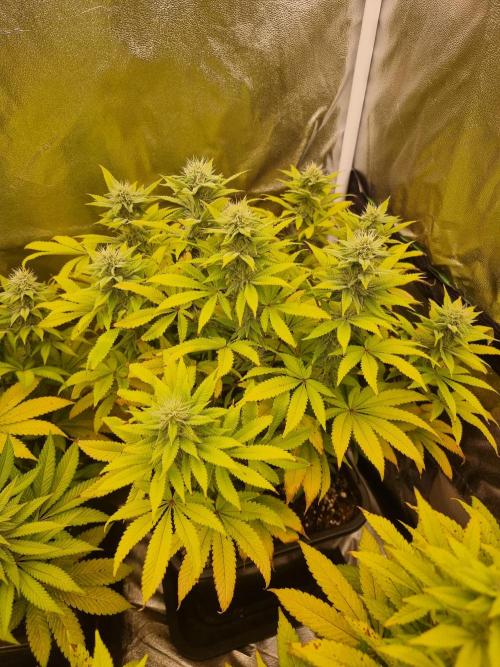 Jealousy  // FC EVO 6500. Week 11