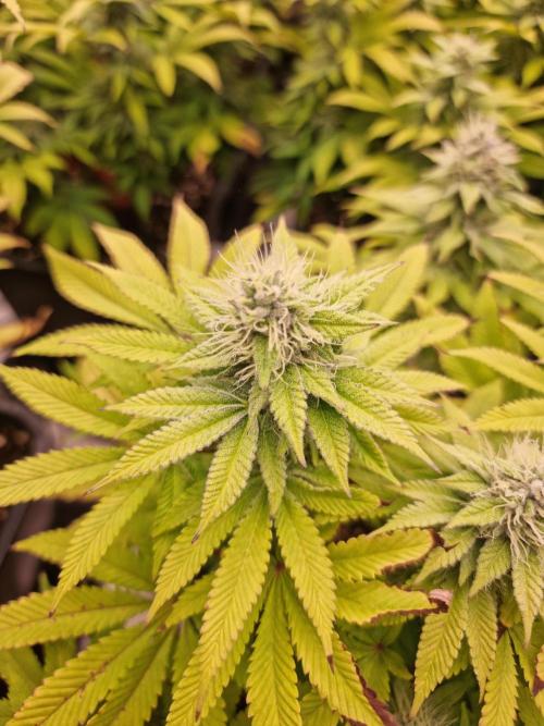 Jealousy  // FC EVO 6500. Week 11