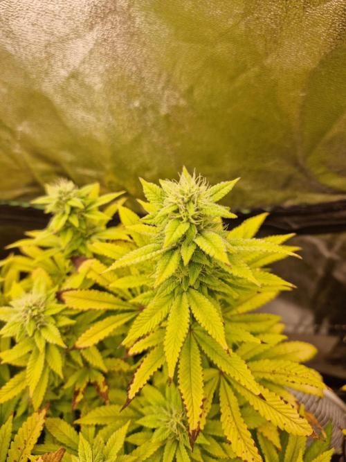 Jealousy  // FC EVO 6500. Week 11