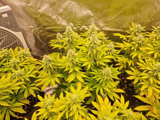 Jealousy  // FC EVO 6500. Week 11