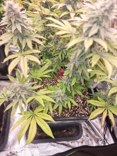 Jealousy  // FC EVO 6500. Week 16