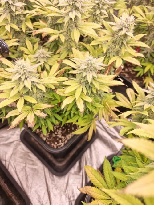 Jealousy  // FC EVO 6500. Week 16