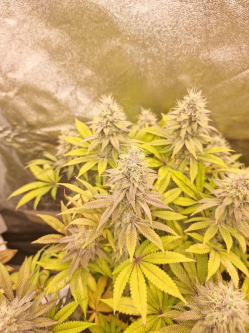 Jealousy  // FC EVO 6500. Week 16