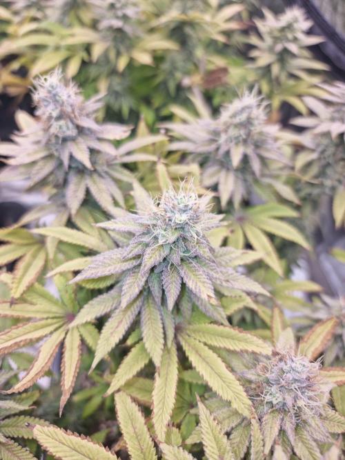 Jealousy  // FC EVO 6500. Week 16