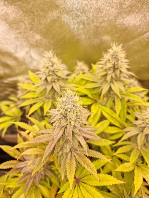 Jealousy  // FC EVO 6500. Week 16