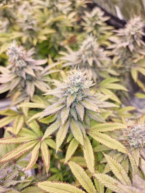 Jealousy  // FC EVO 6500. Week 16