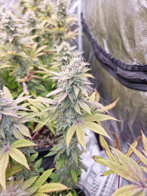 Jealousy  // FC EVO 6500. Week 16