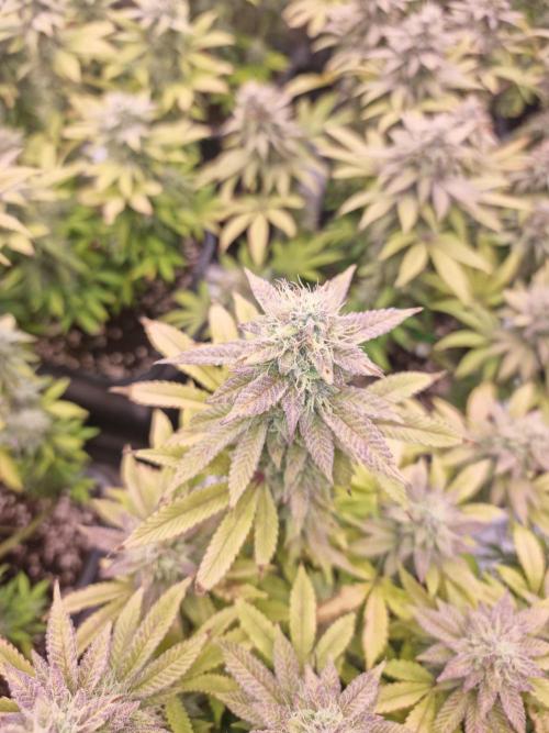 Jealousy  // FC EVO 6500. Week 16