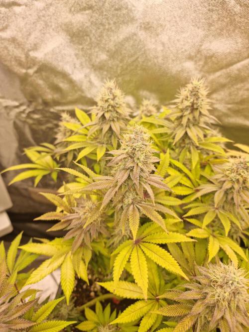 Jealousy  // FC EVO 6500. Week 16