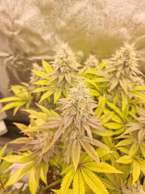 Jealousy  // FC EVO 6500. Week 16