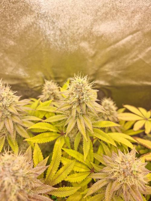 Jealousy  // FC EVO 6500. Week 16