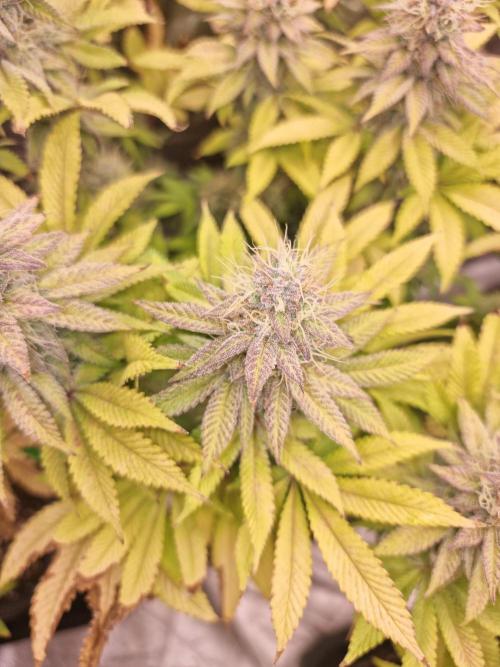 Jealousy  // FC EVO 6500. Week 16