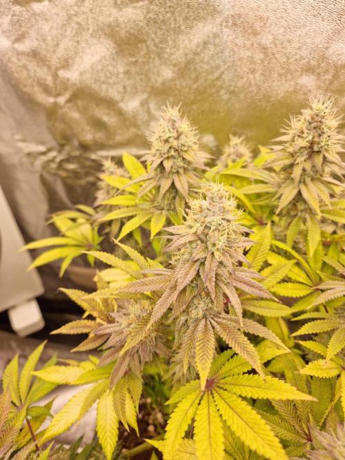 Jealousy  // FC EVO 6500. Week 16