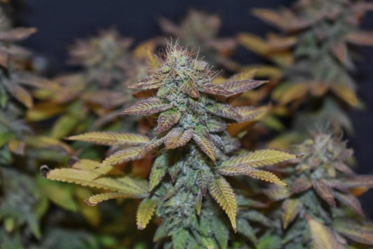 Jealousy  // FC EVO 6500. Week 17