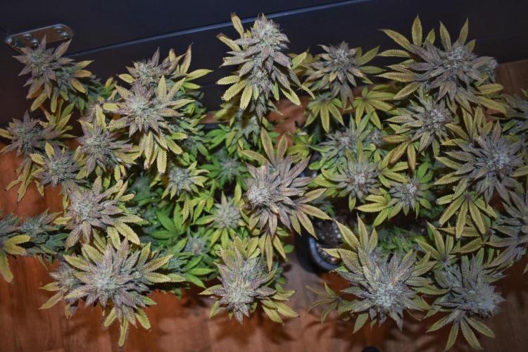 Jealousy  // FC EVO 6500. Week 17