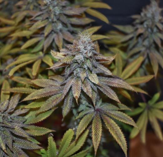 Jealousy  // FC EVO 6500. Week 17