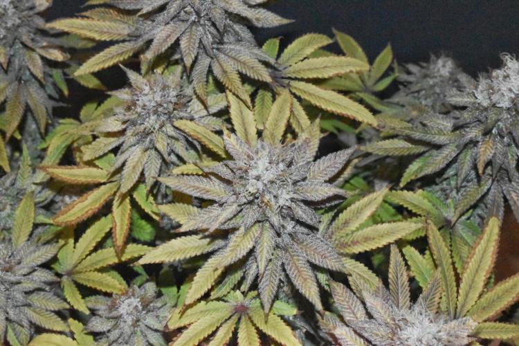 Jealousy  // FC EVO 6500. Week 17