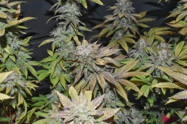 Jealousy  // FC EVO 6500. Week 17