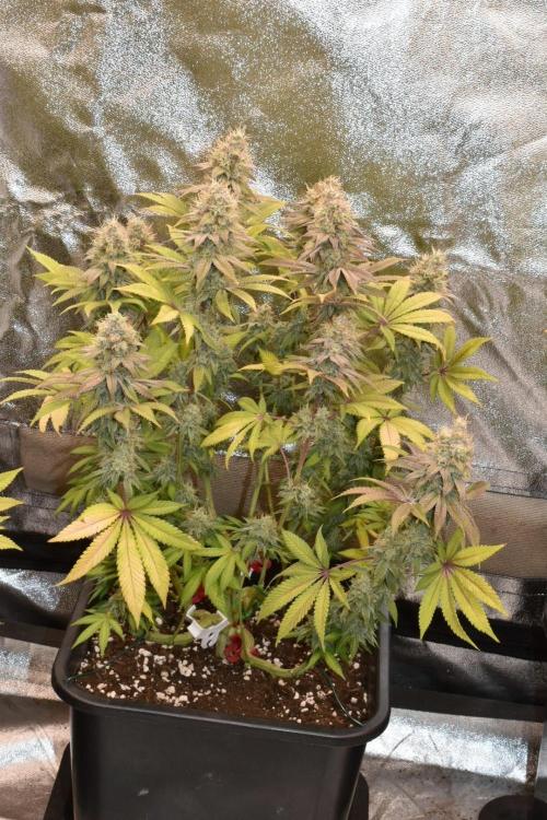 Jealousy  // FC EVO 6500. Week 17