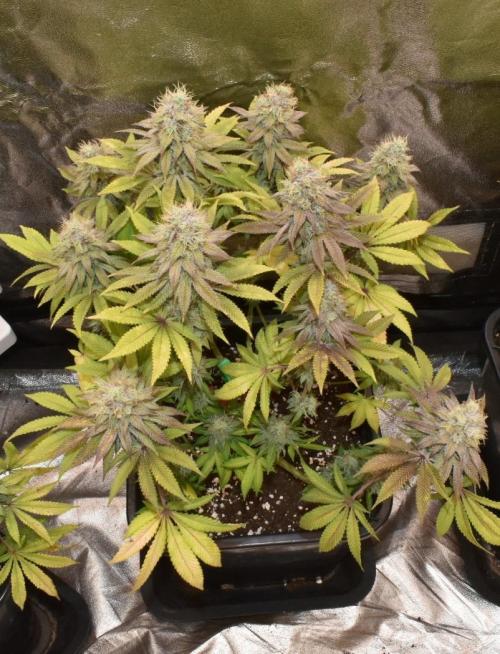 Jealousy  // FC EVO 6500. Week 17